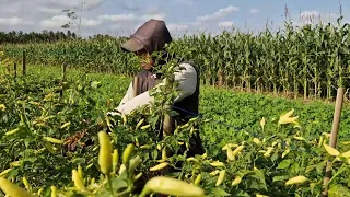 THE CHILI HARVEST IS INCREDIBLY SATISFYING — LOOK AT THIS AMAZING RESULT! - Agricultural Farming