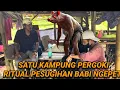 Lagu RAJA WAHABI BABI NGEPET DETIK-DETIK MANUSIA JADI BABI NGEPET KURAS UANG WARGA BESI,BAJA sagu