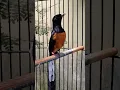 Download Lagu Murai mewah kretekan keras burung murai batu https://youtu.be/E2bznPctTxc