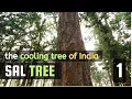 Sal Tree Shorea robusta Shaala Sakhu Sarjam by Vichitra Trees