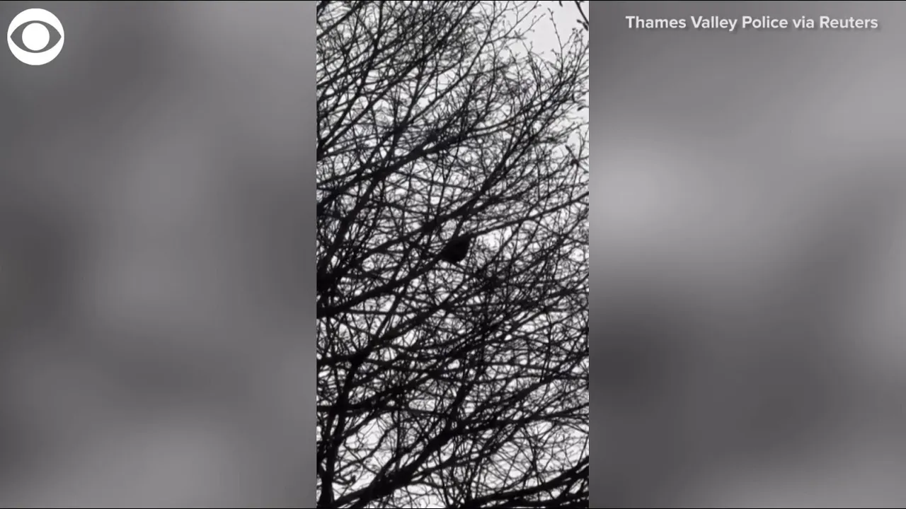 Bird imitates police sirens in England