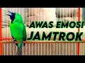 Download Lagu AWAS EMOSI !! PANCINGAN CUCAK IJO GACOR FULL ISIAN KASAR DONGKRAK IJO LAWAN AGAR CEPAT JAMTROK.