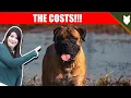 COST OF OWNING BOERBOEL