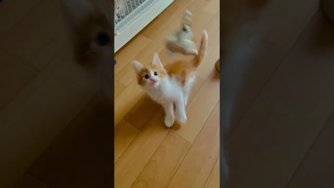 動画