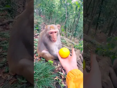 Aashiq monkey 🐒