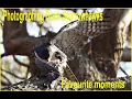 What makes a good wildlife photo