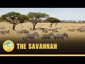 The Savannah Biome