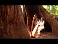 Download Lagu Harp in a Giant Redwood Tree: 1 Hour Healing Music | Sarah Bhalla