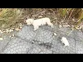 The Journey of Rescuing an Abandoned Poodle Family