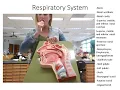 Respiratory System Lab NEW