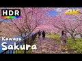 Download Lagu 4K HDR Japan Cherry Blossoms - Kawazu Sakura