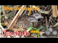 Download Lagu Tiếng chim cút um gọi bầy cực chuẩn bắt mỏi