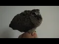 Wild Baby Mourning Dove Chirping - Dovey