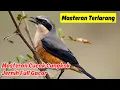 Masteran Cucak Cungkok Suara Jernih Full Ampuh