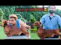See what Export Quality is Dachshund Dog Breed Facts By Dr Himanshu Vyas Ethical Breeder