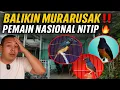 RAHASIA BALIKIN MURAI RUSAK‼️CABUL, NGLOWO, DROP MENTAL PULIH DI SINI🔥 SAMPAI PEMAIN NASIONAL NITIP!