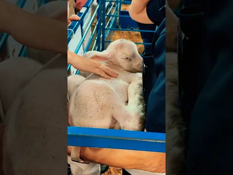 I went to the Minnesota State Fair