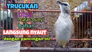 trucuk memanggil teman pancingan trucukan biar bunyi