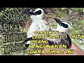 Download Lagu SUARA PIKAT BURUNG TRUCUK (TRUCUKAN + Burci RIBUT) Bird trap sound