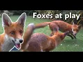 Download Lagu Foxes at play