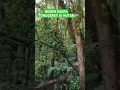 Download Lagu SUARA TONGGERET DI HUTAN SERAM#hutan#tonggeret #seram
