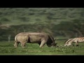 Savanna Grasslands