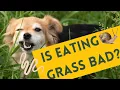 Why do dogs eat grass and throw up Dangers of grass eating