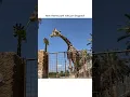 Hilarious Giraffe LIFTS Kid Off Ground