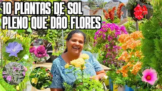 10 PLANTAS DE SOL PLENO QUE DÃO FLORES LINDAS, ORNAMENTAIS E DE FÁCIL CULTIVO | DICA DE FERTILIZANTE