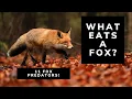 What Eats A Fox 11 Predators That Prey On Foxes Fox Predators Red Foxes