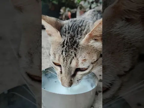 cute cat🐱 milk🥛 #trending #short
