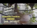 Download Lagu PERKUTUT LOKAL GACOR mbekur Ngerot memancing EMOSI jadi NYAUT BUNYI ikut MANGGUNG jadi NGGAYER 