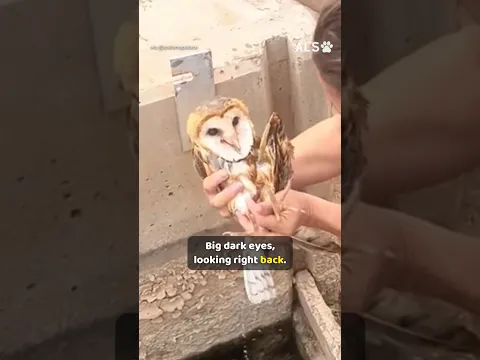 A woman reaches into a canal for a barn owl who cannot get out 🦉❤️  #OwlRescue #AnimalRescue #Heart