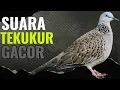 Download Lagu BURUNG DIRUMAH IKUT BERBUNYI MENDENGAR SUARA TEKUKUR INI || PASTI GACOR