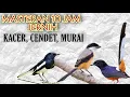 Download Lagu Masteran Jernih Full Isian Mewah, Cocok Untuk Kacer, Cendet, Murai, Masteran 10 Jam