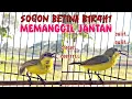 Download Lagu SOGON BETINA BIRAHI MEMANGGIL JANTAN ‼ SANGAT AMPUH UNTUK PANCINGAN DAN PIKAT SOGON