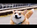 Download Lagu SUARA ANJING Lucu mp3