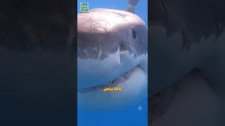 الأوركا الحوت القاتل الذي يفترس أسماك القرش والدلافين 