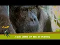 Download Lagu Chimpansee Mojo leefde op bier, spaghetti en pudding - Stichting AAP