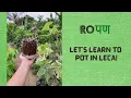 Let's learn to pot in LECA (Clay Balls)!