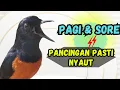 ‼️PANCINGAN PAGI SORE AGAR MURAI BATU GACOR ! ! MURAI MACET PASTI NYAUT EMOSI ! !