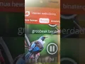 Download Lagu Burung tui part 2 ( hewan nada dering )