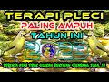 Download Lagu Terapi Pleci Paling Ampuh Tahun Ini mengatasi Pleci macet bunyi dan mempercepat Pleci Buka paruh