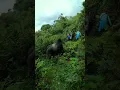 Download Lagu A massive silverback gorilla moves through the jungle past tourists #animals #danger #photographer