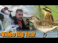 Download Lagu I searched for the Rarest Summer birds!