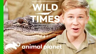 Kangaroos And Alligators Oh My Wild Times 