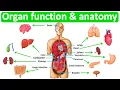 Major organ functions anatomy Quick easy learning