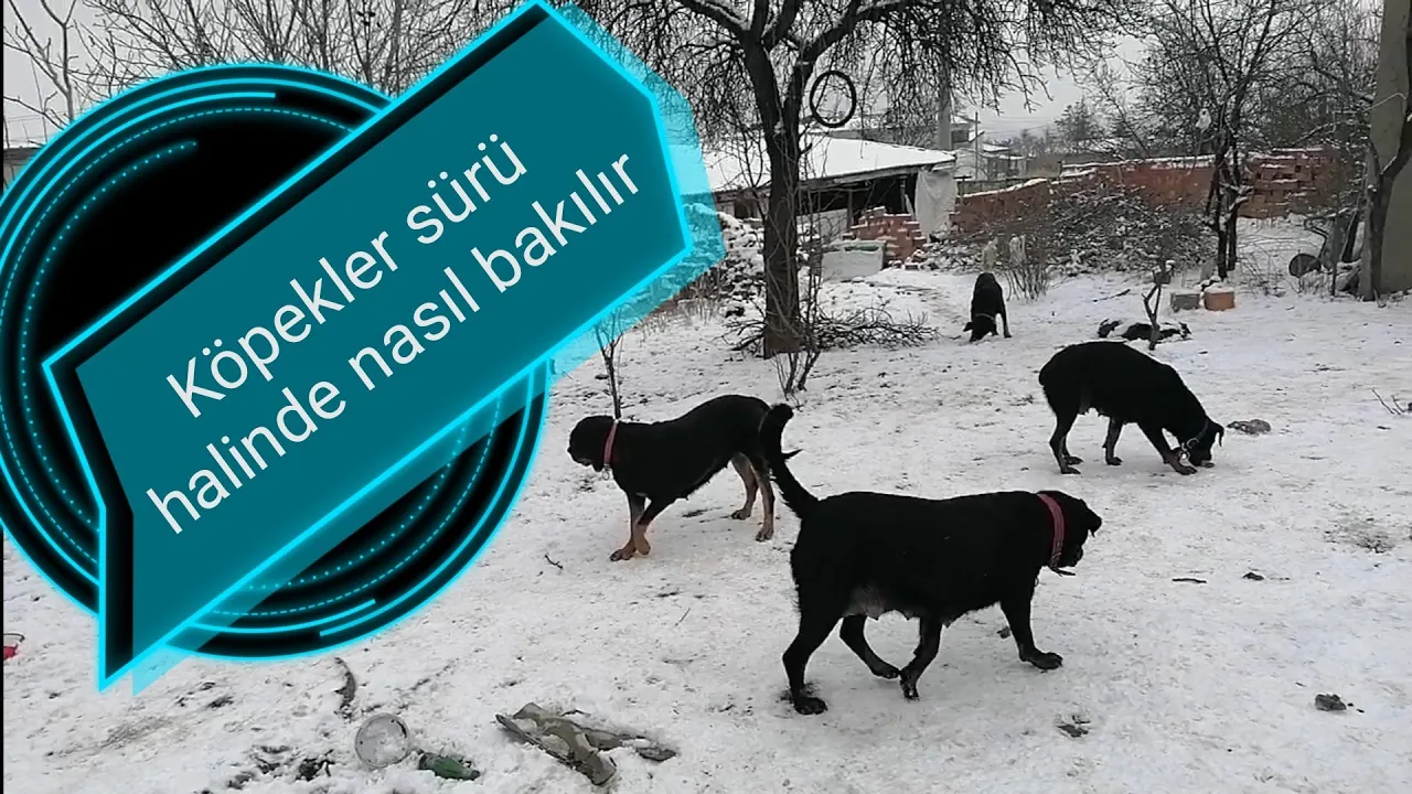 Köpeklerde apse operasyonu