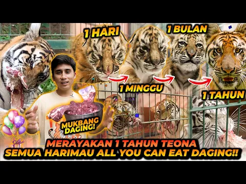 Download MP3 PERJALANAN TEONA DARI UMUR 0 HARI SAMPAI 1 TAHUN