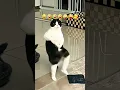 Download Lagu #dj #funny #lifeisbutadream #animals #ekmotahathighumechala #funnyanimals #memes #love #like
